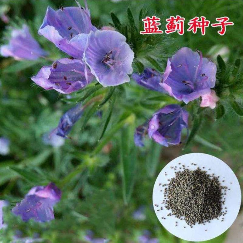 蓝蓟种子蓝刺头种子混色多年生植物四季花种庭院盆栽景观花海