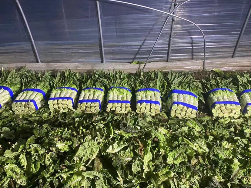 不同莴苣品种的外观对比