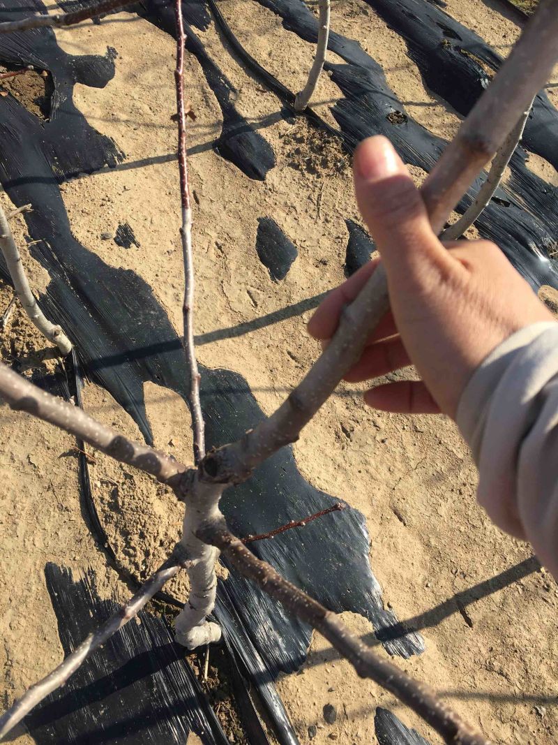 辽宁北镇山楂树，3到4公分，大金星，树型好，现卖现挖！