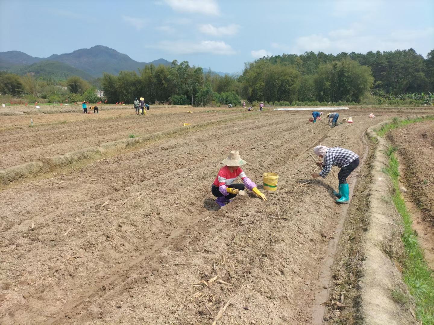 农民在田间收获香芋的场景
