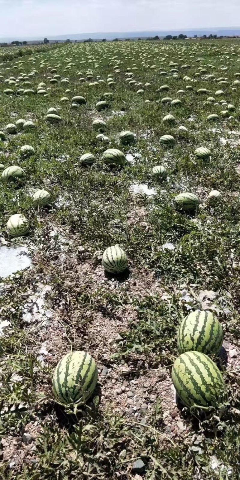 甘肃白银会宁西瓜，金花一号，皮薄瓤甜，产地直发