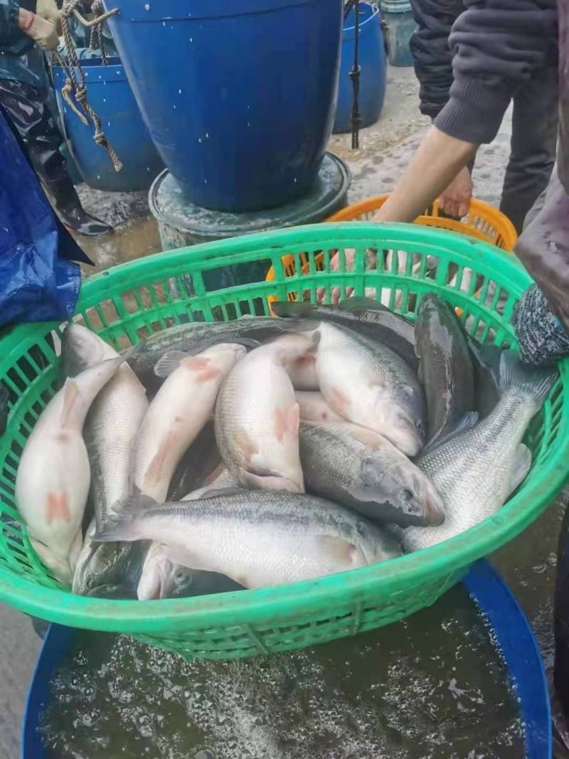 【渔场直发】加州鲈鱼苗批发诚信经营质量保证欢迎来电