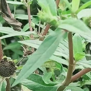 旱连草种子