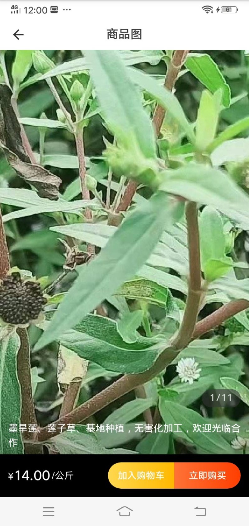 旱连草种子