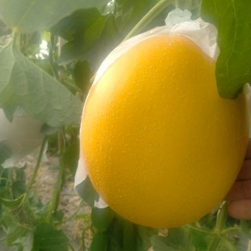 久红瑞小密25玉菇博洋系列甜瓜，维多利亚乒乓球金手指等