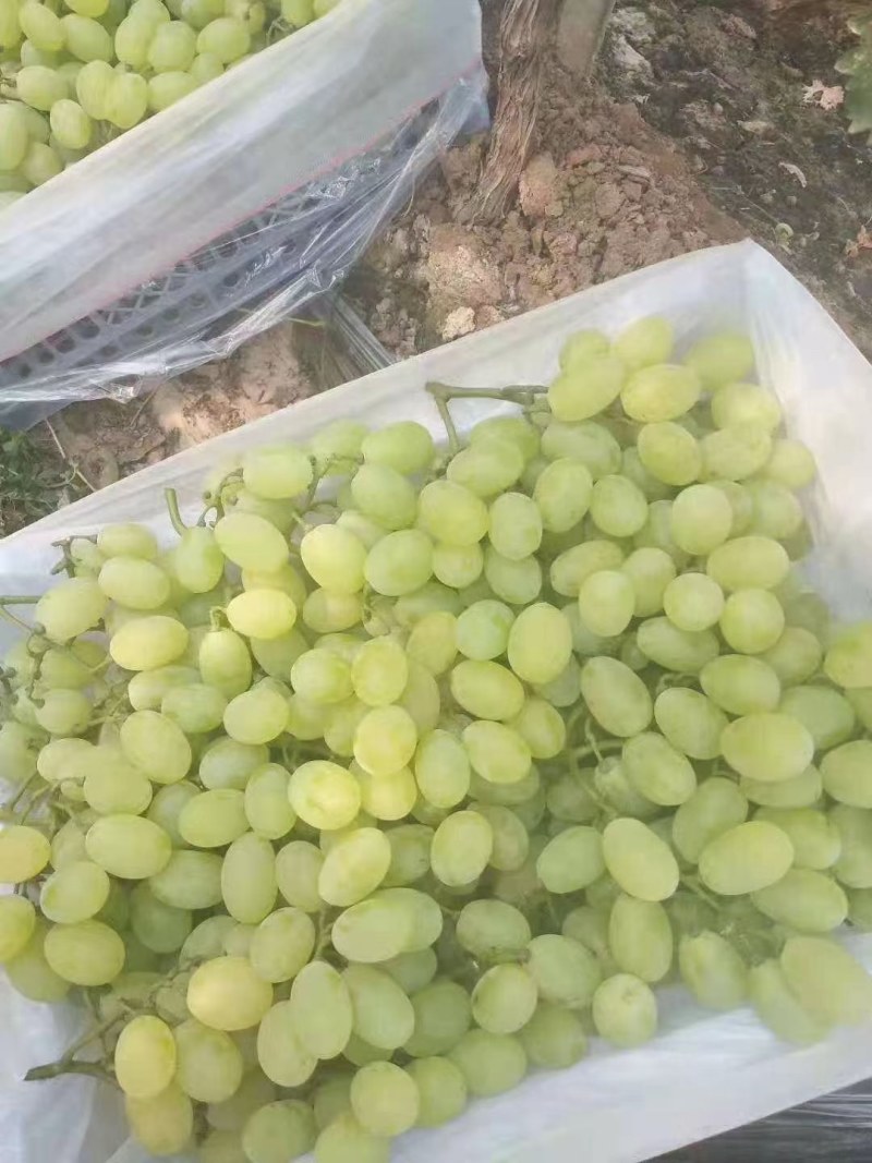 久红瑞小密25玉菇博洋系列甜瓜，维多利亚乒乓球金手指等