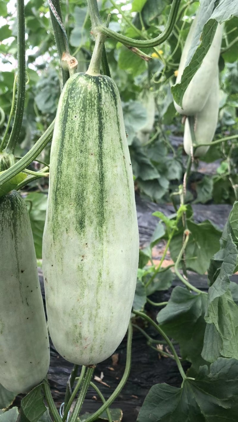 久红瑞小密25玉菇博洋系列甜瓜，维多利亚乒乓球金手指等
