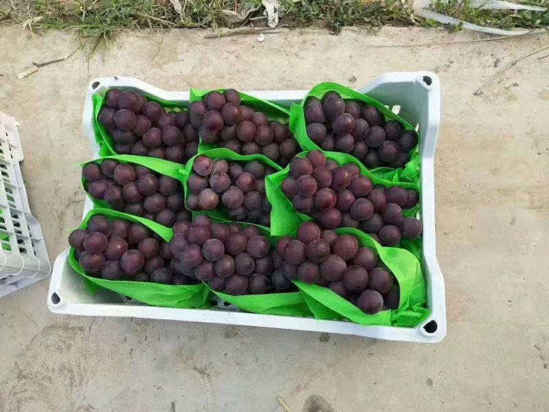 久红瑞小密25玉菇博洋系列甜瓜，维多利亚乒乓球金手指等