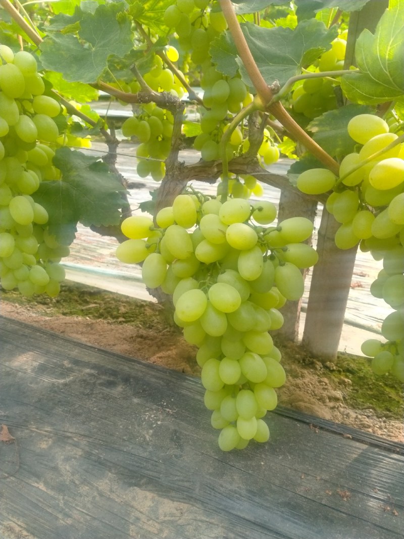 久红瑞小密25玉菇博洋系列甜瓜，维多利亚乒乓球金手指等