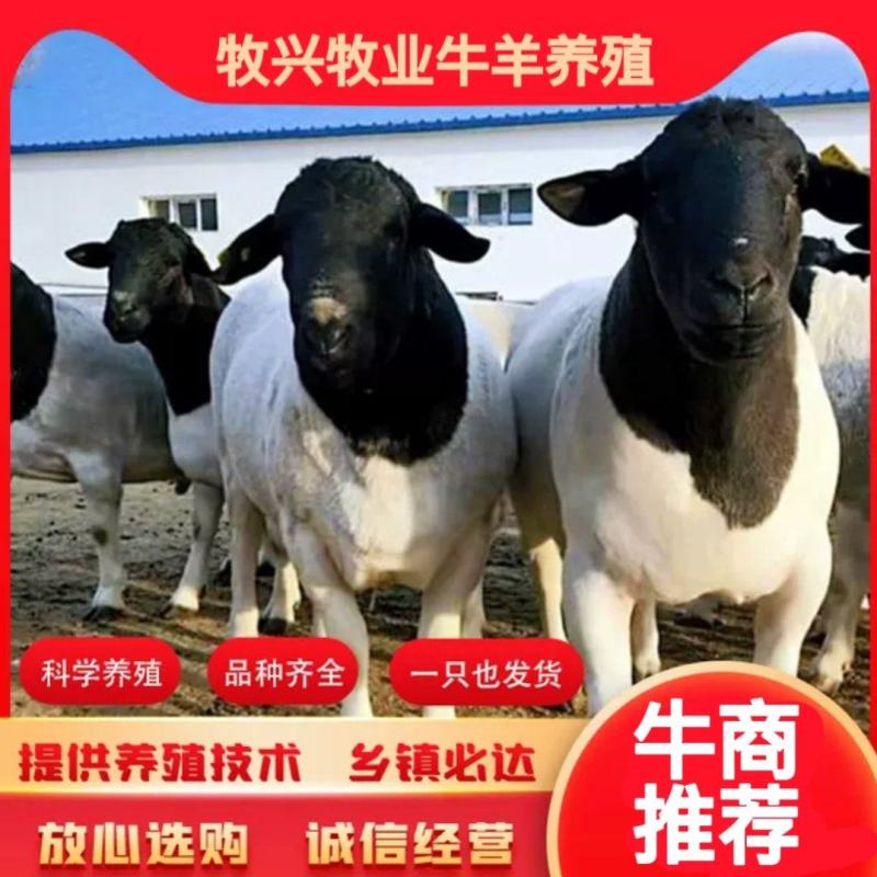 纯种黑头杜泊绵羊杜波，耐粗饲，好饲养，适合农户养的好品种