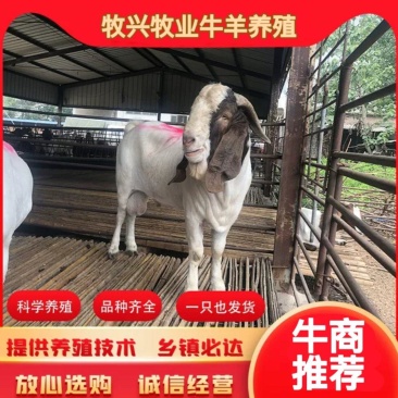 高代波尔山羊，一年两窝，一窝2-4羔，买10送1防疫齐全