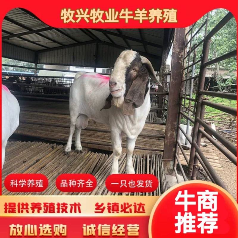 高代波尔山羊，一年两窝，一窝2-4羔，买10送1防疫齐全