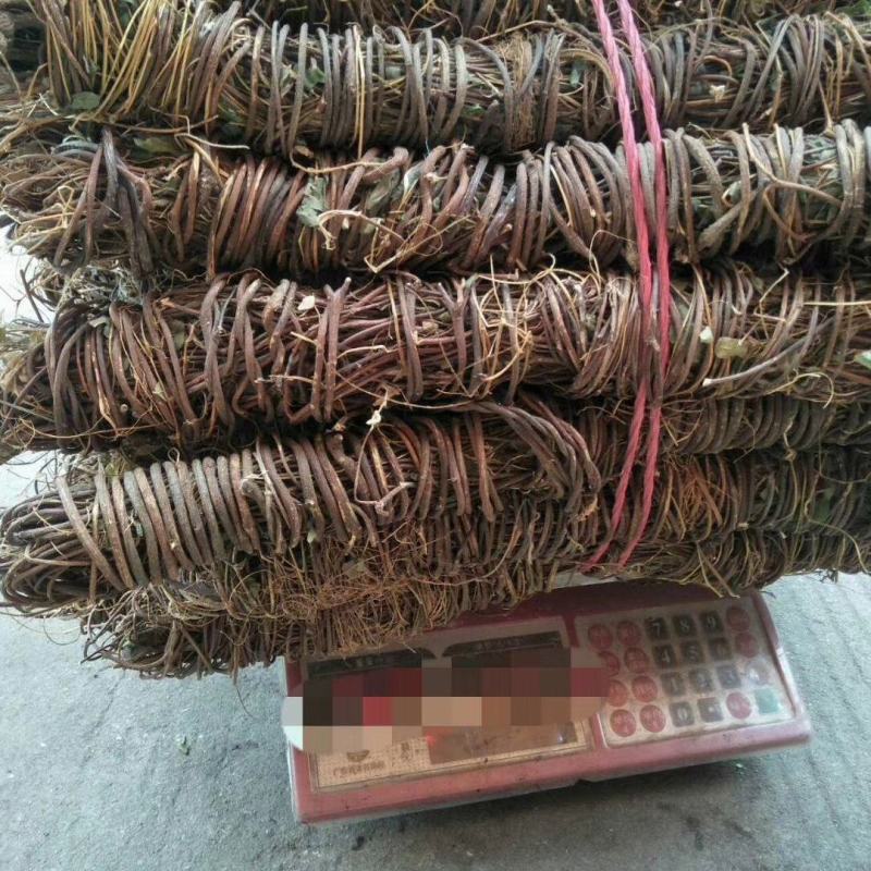 广东纯野生鸡骨草，靓干货无硫自然干晒，二十斤起发货