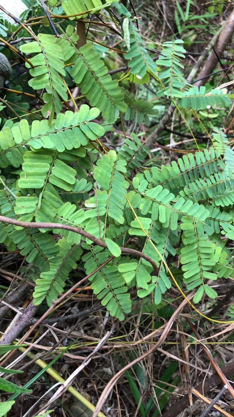 广东纯野生鸡骨草，靓干货无硫自然干晒，二十斤起发货