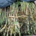 芦苇苗大批量走货