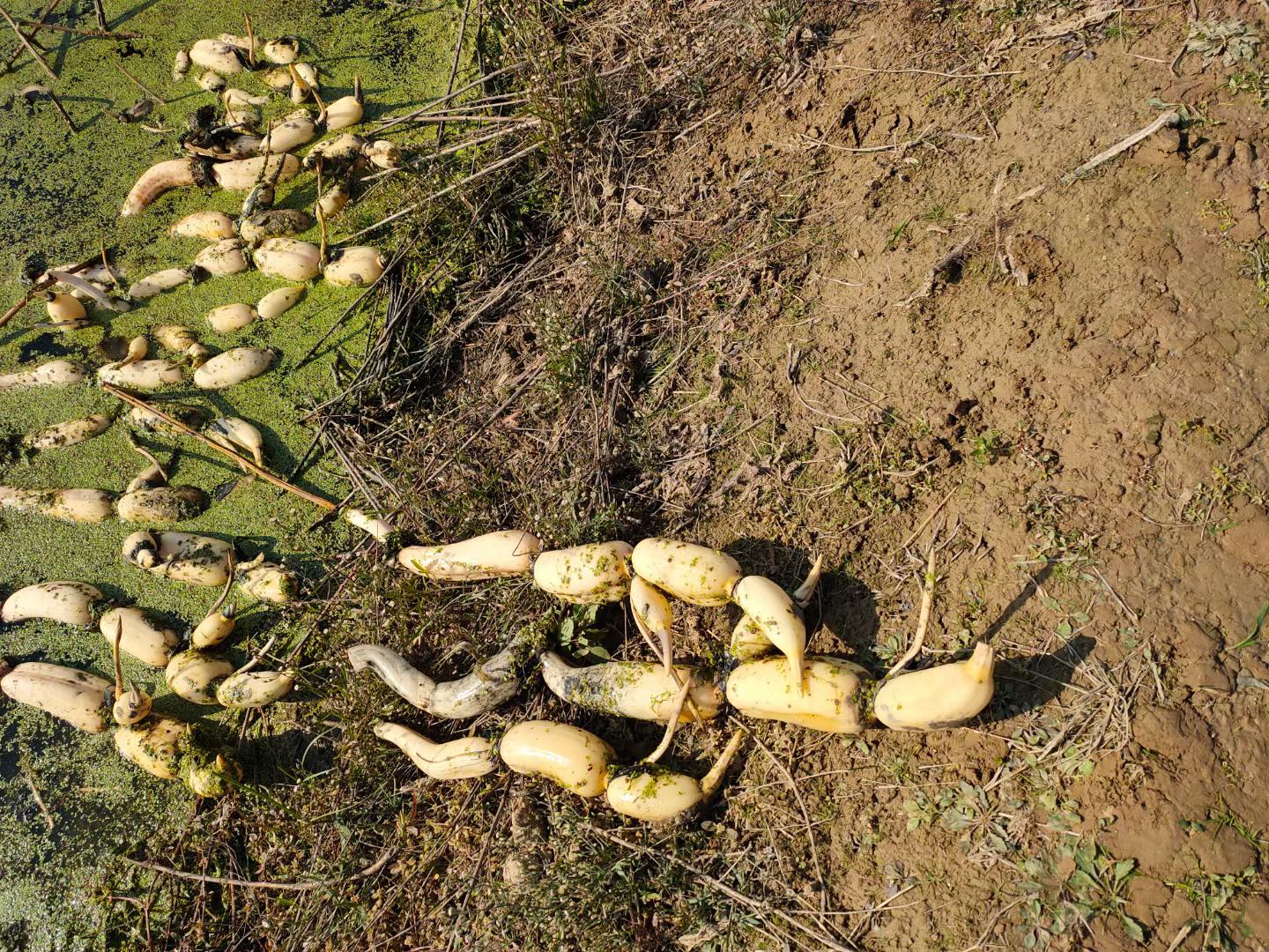 蒜薹与蒜台对比图