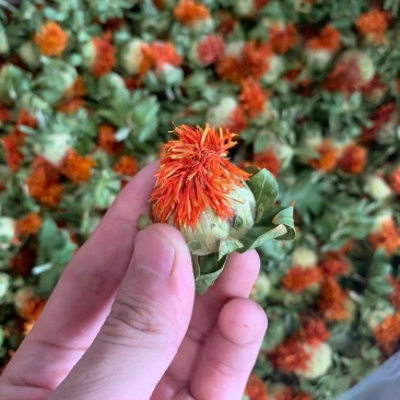 红花又名橙波萝泡水喝今年新货花红叶绿江湖地摊产品批发