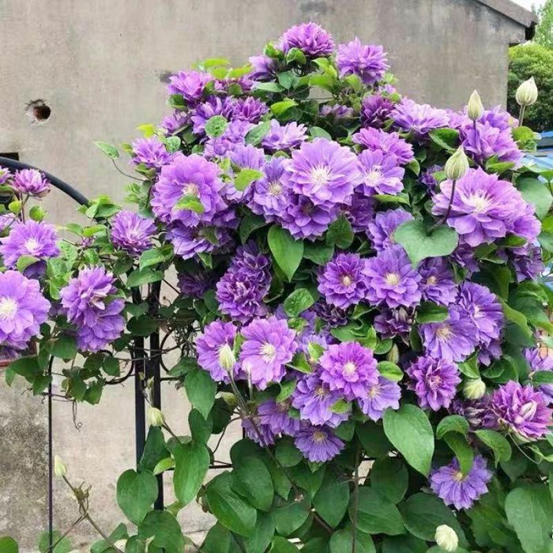 铁线莲大苗种根花卉浓香型阳台庭院爬藤耐热植物约瑟芬好养耐