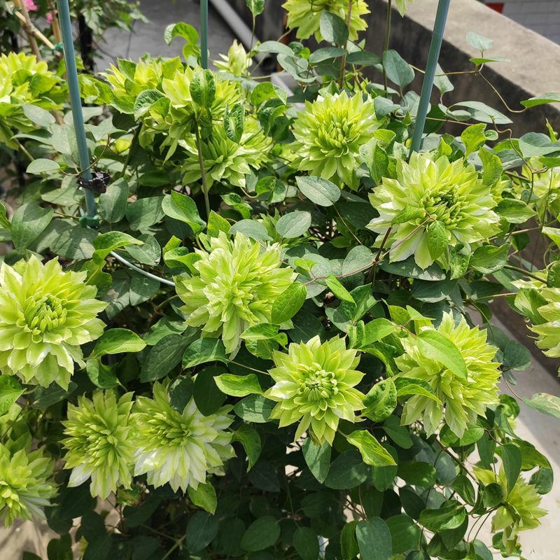 铁线莲大苗种根花卉浓香型阳台庭院爬藤耐热植物约瑟芬好养耐