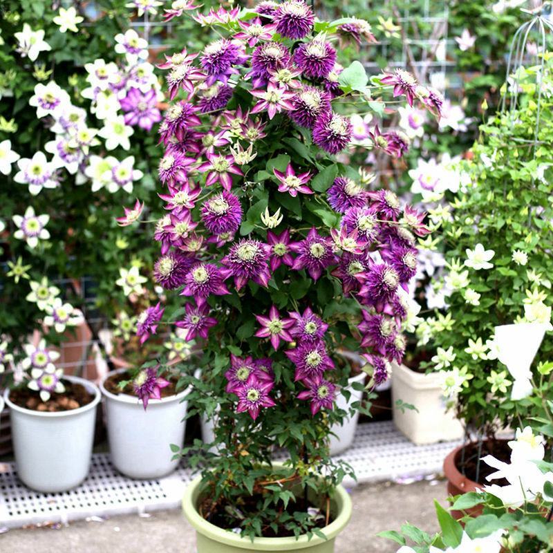 铁线莲大苗种根花卉浓香型阳台庭院爬藤耐热植物约瑟芬好养耐