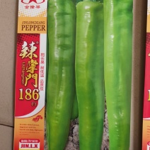 辣掌门186杂交一代长牛角椒种子1000粒/袋