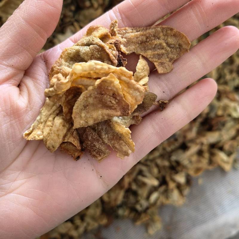 炒鸡内金，实图拍摄当天发货颜色好看产地采购
