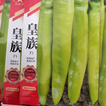 皇族长羊角型辣椒种子黄亮光滑顺直羊角椒种子