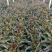 湖北红莴笋万亩基地上市，产地直销无中间环节