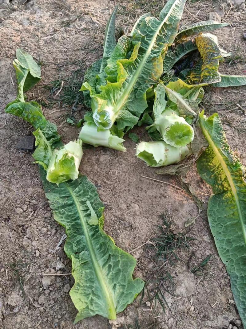 湖北红莴笋万亩基地上市，产地直销无中间环节