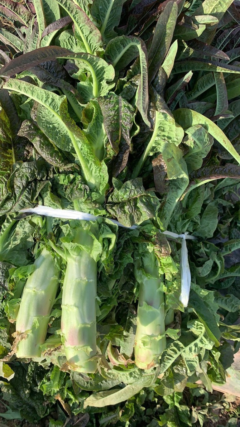 湖北红莴笋万亩基地上市，产地直销无中间环节