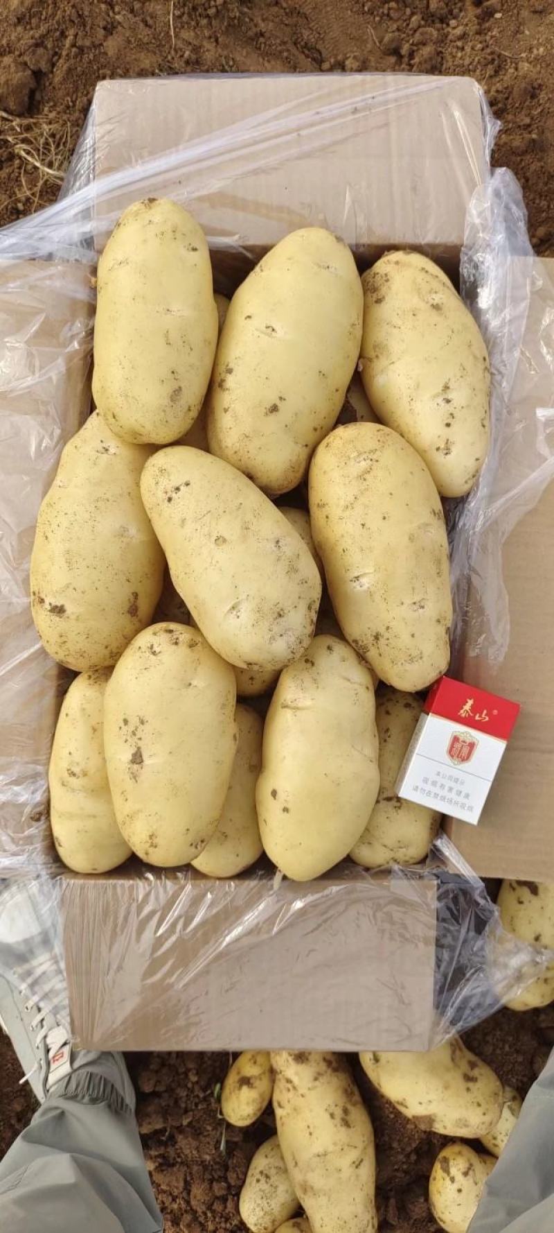大棚新土豆，山东肥城，黄皮黄瓤土豆大量供应