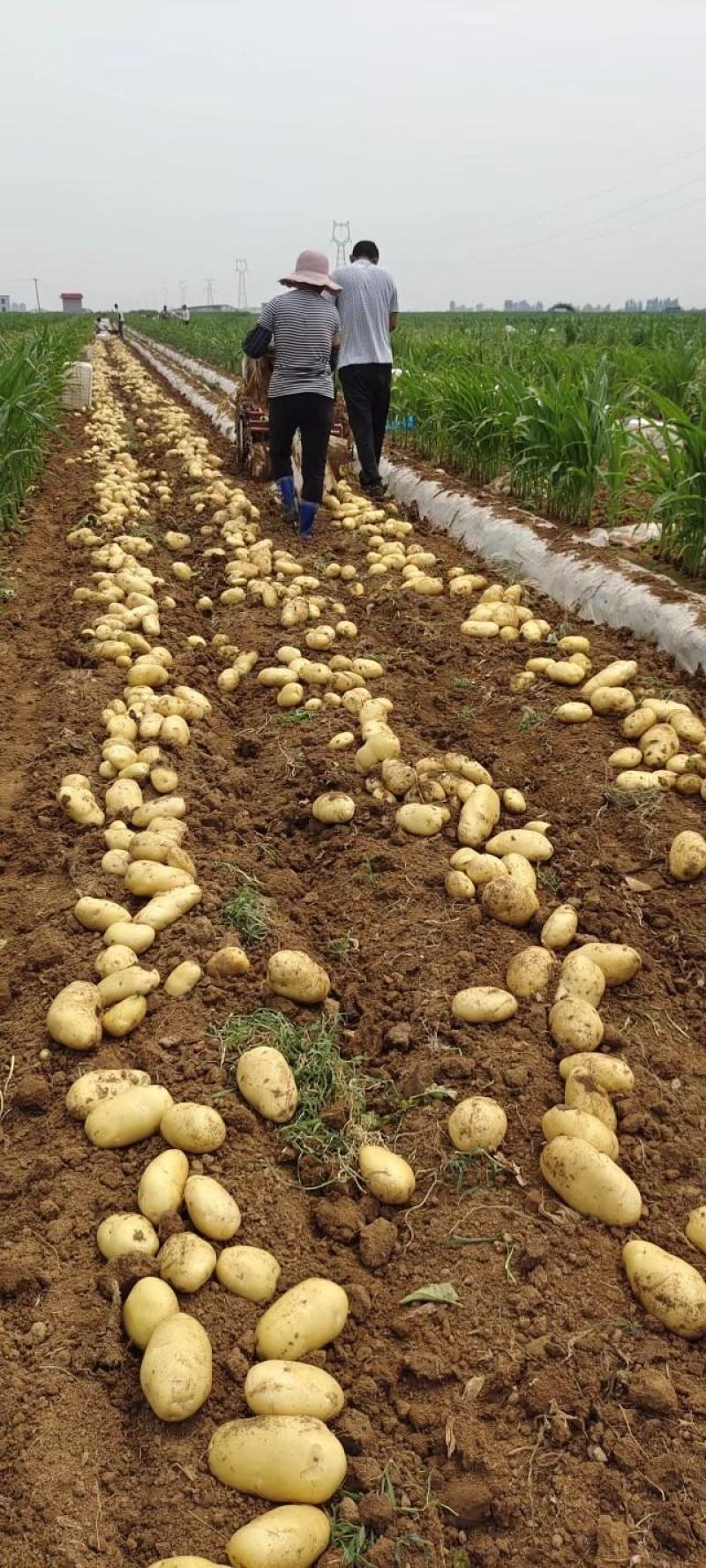 大棚新土豆，山东肥城，黄皮黄瓤土豆大量供应
