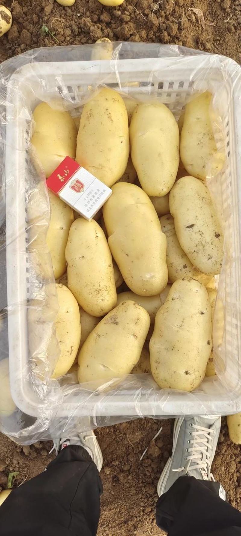 大棚新土豆，山东肥城，黄皮黄瓤土豆大量供应