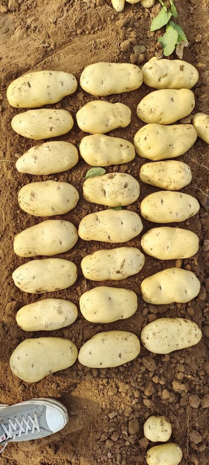 大棚新土豆，山东肥城，黄皮黄瓤土豆大量供应