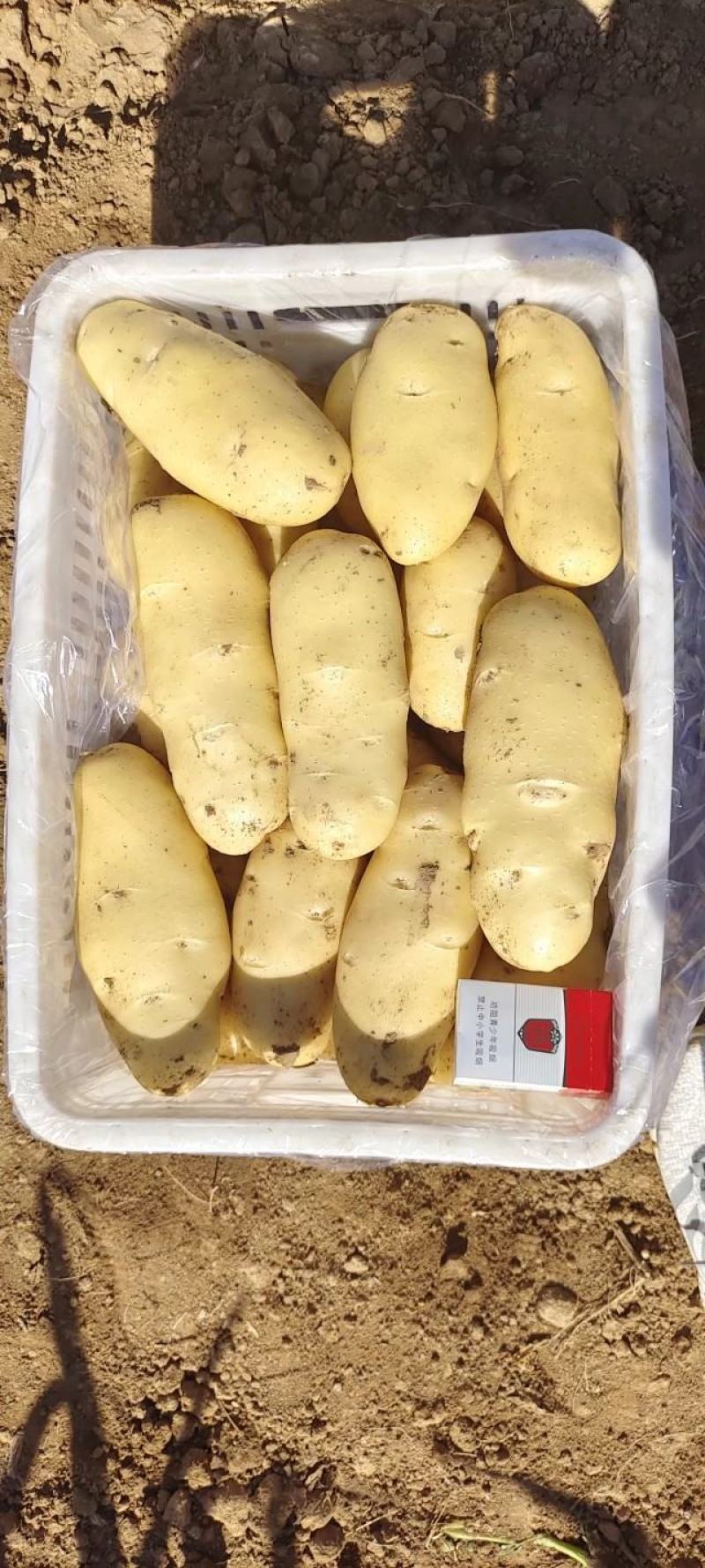 大棚新土豆，山东肥城，黄皮黄瓤土豆大量供应