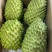 新品种榴莲释迦果苗嫁接苗正品苗榴莲释迦果苗基地直发包邮