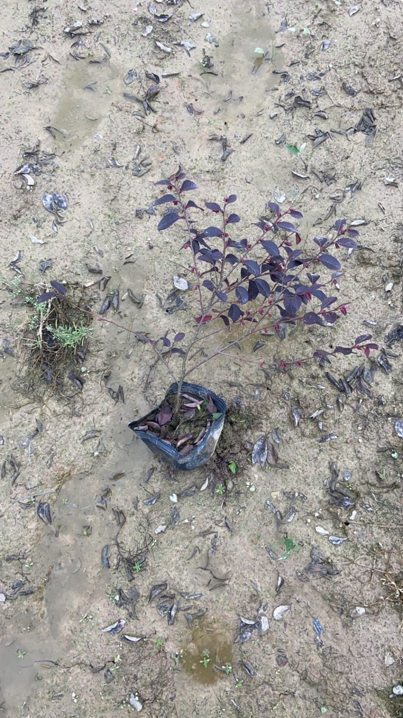 红继木杯苗