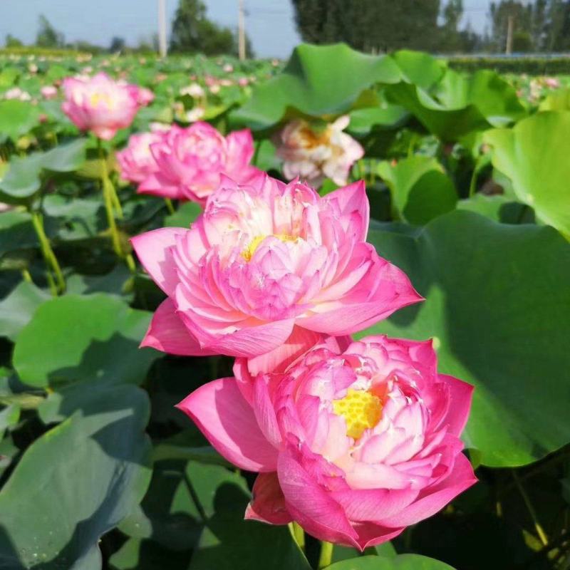 [推荐]荷花苗野生大型荷花苗精品各种颜色荷花苗