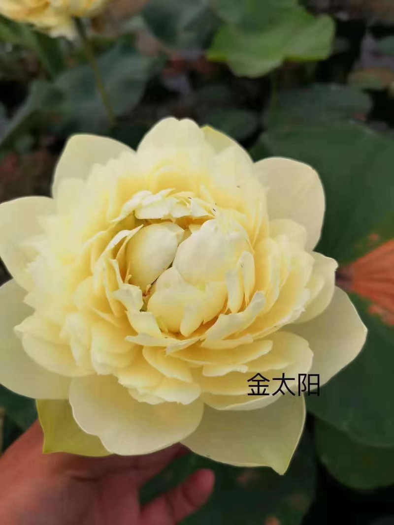 [推荐]荷花苗野生大型荷花苗精品各种颜色荷花苗