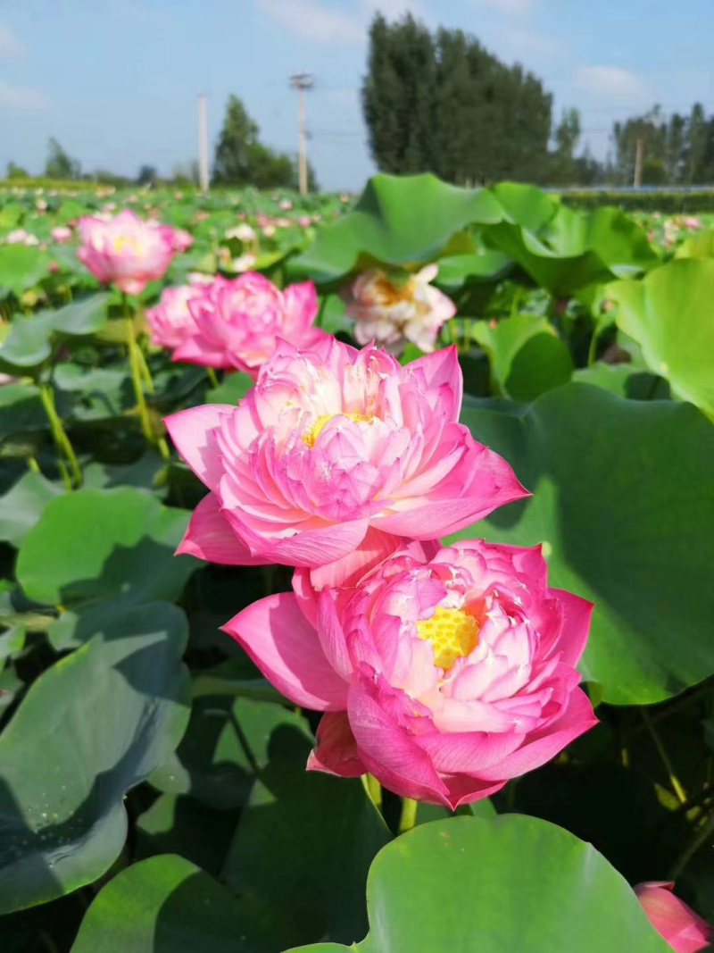 [推荐]荷花苗野生大型荷花苗精品各种颜色荷花苗