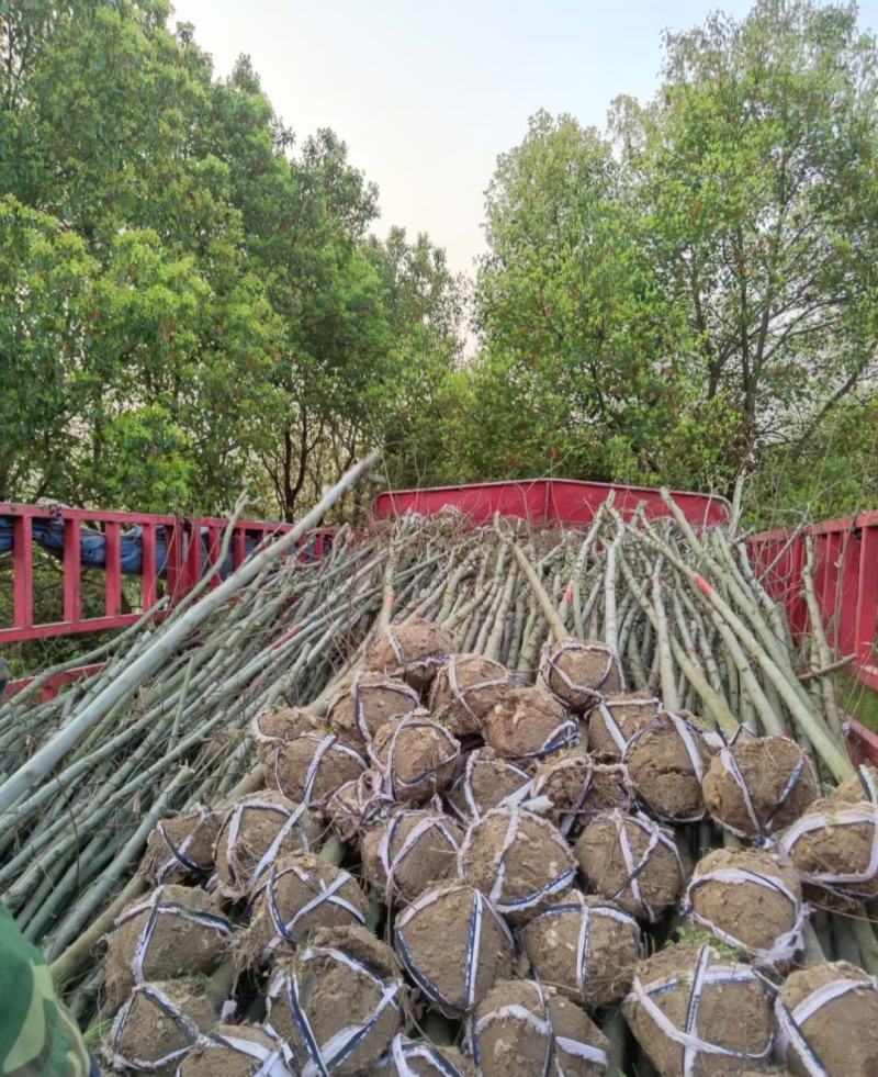 3公分朴树苗，货源充足，成活率高，全国可发货欢迎采购