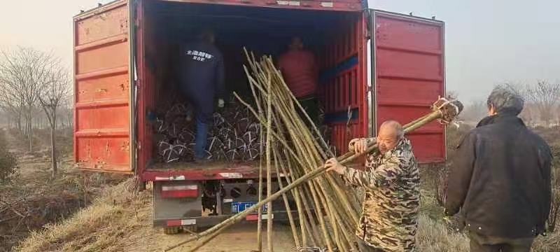 3公分朴树苗，货源充足，成活率高，全国可发货欢迎采购
