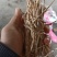 白茅根干