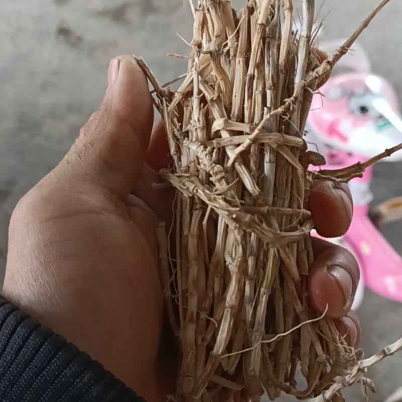 白茅根干