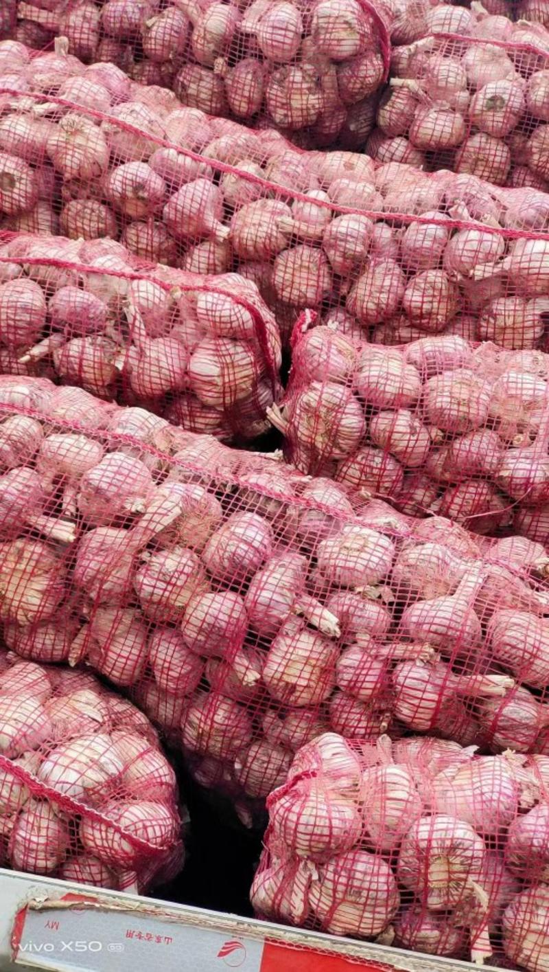 [推荐]金乡大蒜产地直发新鲜上市货源充足全国发货