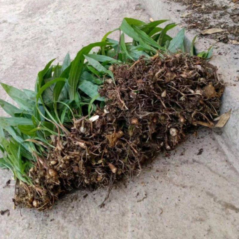 山慈菇苗，毛慈茹苗，产地直发，价格美丽