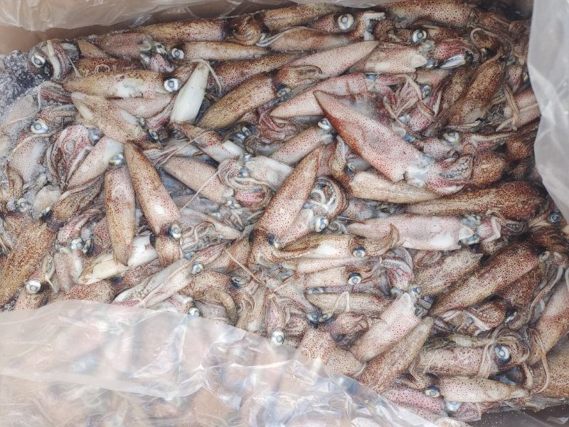 笔管鱼灯光船冻陆冻火锅食材，市场批发