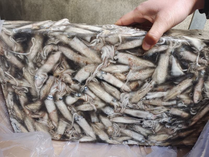 笔管鱼灯光船冻陆冻火锅食材，市场批发