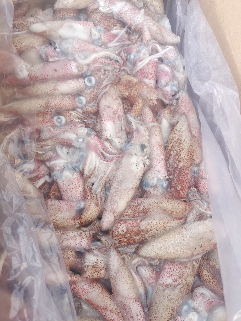 笔管鱼灯光船冻陆冻火锅食材，市场批发