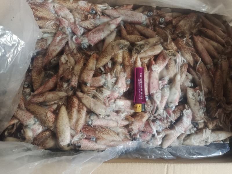 笔管鱼灯光船冻陆冻火锅食材，市场批发